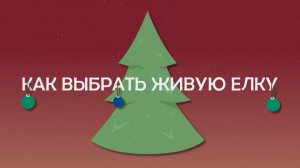 Как выбрать живую елку