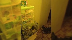 фильм про БАРНИ