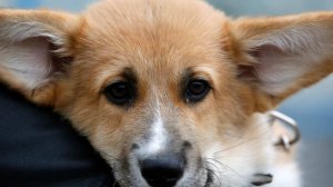 Мужчину и корги спасли от холодной смерти в кабине фуры в Приамурье