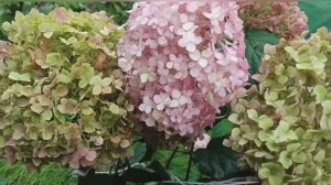 Клематисы и гортензии на даче , лето 2025.