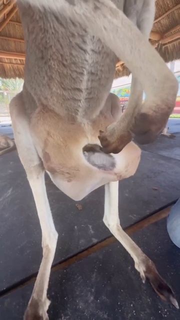 Кенгуру смотреть онлайн