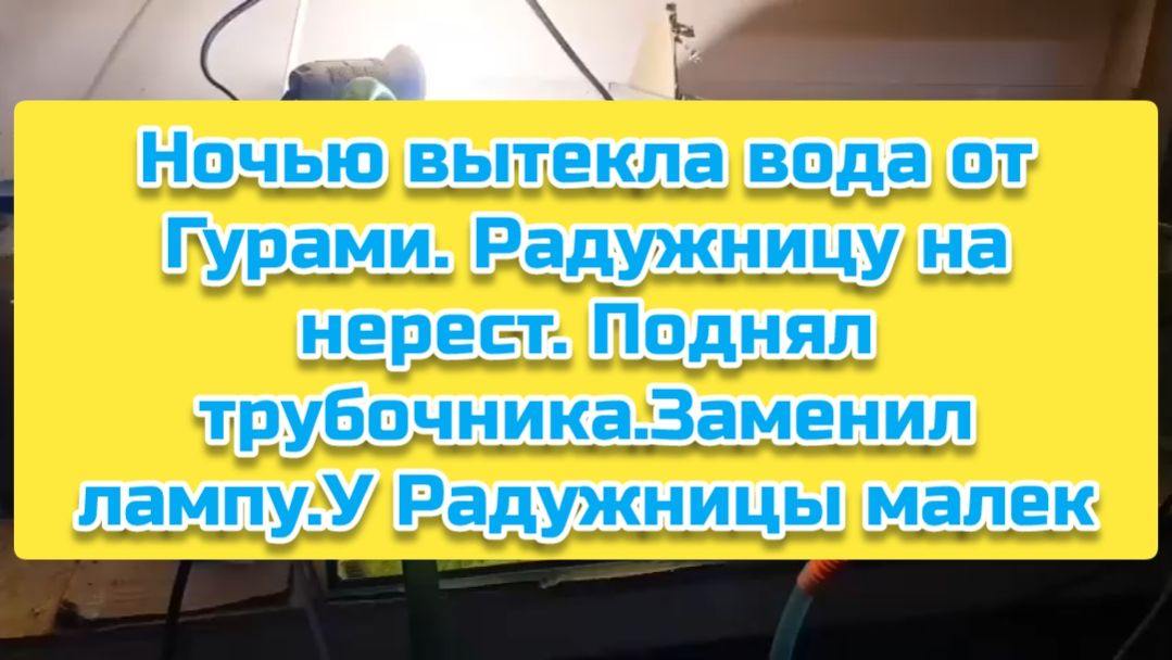 Ночью вытекла вода от Гурами. Радужницу на нерест. Поднял трубочника.Заменил лампу.У Радужницы малек смотреть онлайн