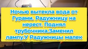 Ночью вытекла вода от Гурами. Радужницу на нерест. Поднял трубочника.Заменил лампу.У Радужницы малек