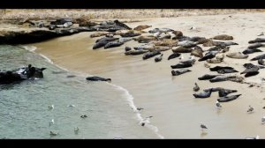 Забитый пляж