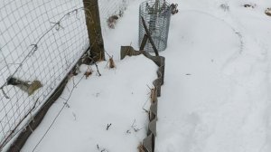 Перед работой обрезала виноград. На черенки пошли не все- лучшие! Витамины курочкам для иммунитета.