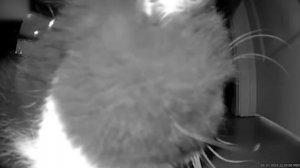 Смешные животные. Лучшие моменты.