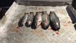 итоговый улов форели