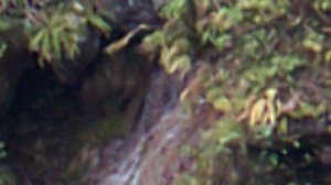 DSCF0001ГУАМСКОЕ УЩЕЛЬЕ ОСЕНЬ 2021 ГОД