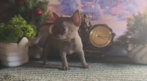 #скидки до 31/12/25 #лиловая_мини_чихуахуа Вива #купить_щенка_продаю +79215950848