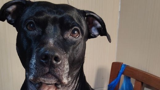 Игривый пит смотреть онлайн