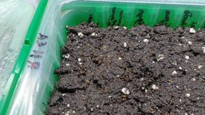 Сегодня открыла сезон выращивания рассады. Посеяла семена клубники "Азия" и "Бычье сердце"