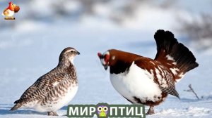 Мир птиц – красота и грация пернатых созданий Природы 🦩🦚🦜 Выпуск (432) 🦉🐦🐤