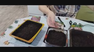 Пеку драники. Сею опять эустому семена с  Wildberries