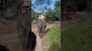 Тайланд
Экскурсия с БиблиоГлобус "Чудная долина" 
1 часть катание на слонах