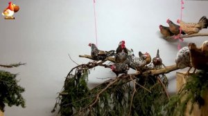 Хвоя курам несушкам и цыплятам полезна витаминами и развлечением 🌲 (2)