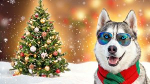 НОВОГОДНЕЕ ОБРАЩЕНИЕ ХАСКИ БАНДИТА! С НАСТУПАЮЩИМ!