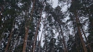 ПУШИСТАЯ ДРУЖБА