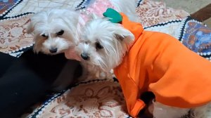 Мои девочки модные...все в маму....