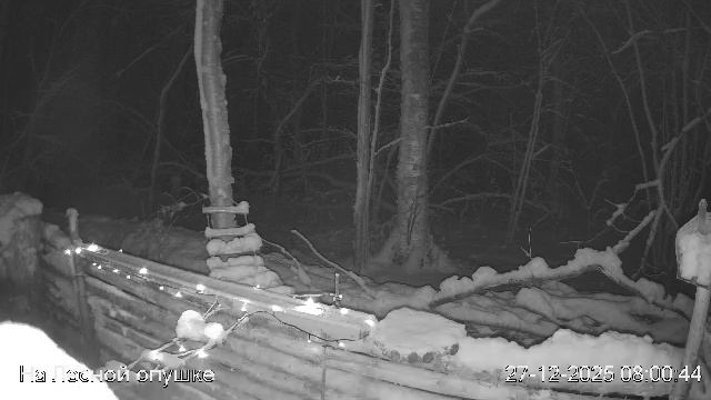 LIVE: На лесной опушке. Природа онлайн смотреть онлайн