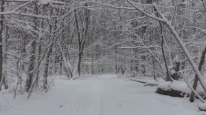 Зимняя сказка. С наступающим новым годом!