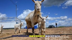 Россия в ноябре увеличила производство сельхозпродукции на 20,1%