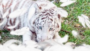 Как БЕЛЫЕ тигрята белых курочек ЩИПАЛИ! Обед. В зоопарке, в рационе хищников, куры с пером.