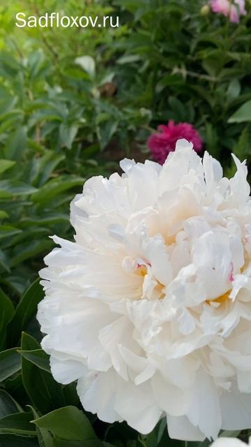 Пион Фестива Паудер Пафф Festiva Powder Puff смотреть онлайн