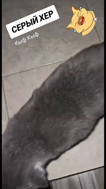 Серый... смотреть онлайн