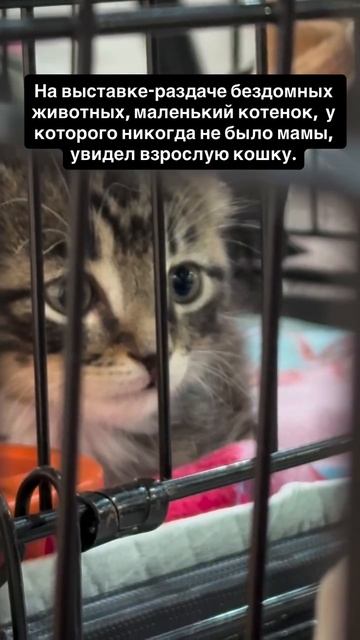 Пусть у каждого бездомыша будет мама! смотреть онлайн