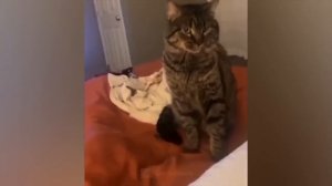 Самые смешные животные _ Приколы с котами и собаками 2026