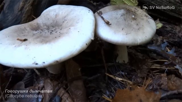 Говорушка дымчатая (Clitocybe nebularis) смотреть онлайн