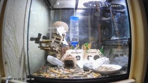 Утренний фитнес куцехвостой мыши