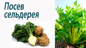 Посев сельдерея. Сорта. Октябрина Ганичкина