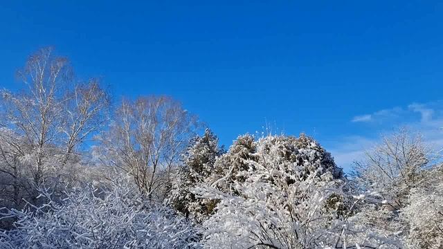 В зимнем урочище. смотреть онлайн
