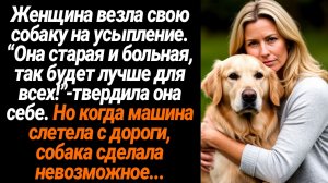 Жизненные Истории/Я везла свою собаку на усыпление. “Она старая и больная, так будет лучше для всех!