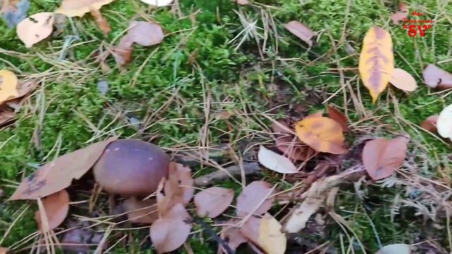 ГРИБЫ В КОНЦЕ ОКТЯБРЯ. РЯДОВКА, ЗОНТИКИ, ГОВОРУШКИ, ПОЛ смотреть онлайн