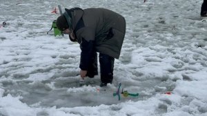 Форель на пассив