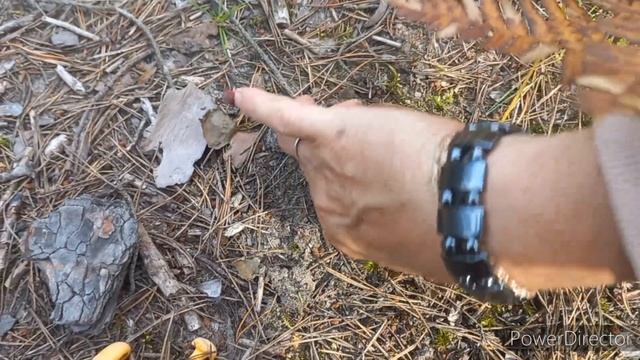 Лес 🍄 Боровой , Грибы Боровые , Белые , Прогулка удала? смотреть онлайн