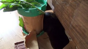 Блэкки и Белочка летнее изобилие июнь2022