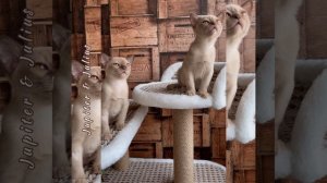 Шоколадные бурманские котята Jupiter & Julius. Помёт «J8»