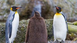 Животные, похожие на игрушки !