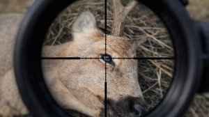 охота на косулю по черной тропе 2025