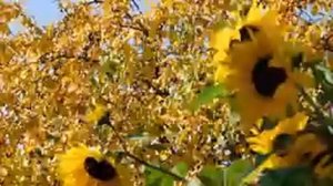 Алла_Нехотя_Отключила_Умирающу0