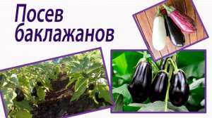 Посев баклажанов. Выбор сорта. Октябрина Ганичкина