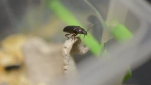 Суматоха на горе. Битва за вершину