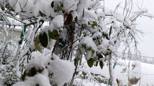 .У нас снежок ура