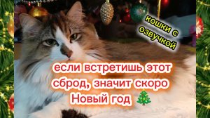 С Наступающим Новым годом! Если встретишь этот сброд, значит скоро Новый год 🎄