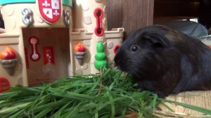 Блэкки и Белочка травка.юбочка июнь2022