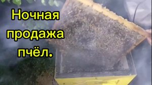 Ночная продажа пчёл.