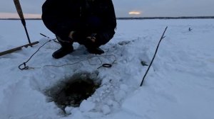 Проверка удочек. 25 день.